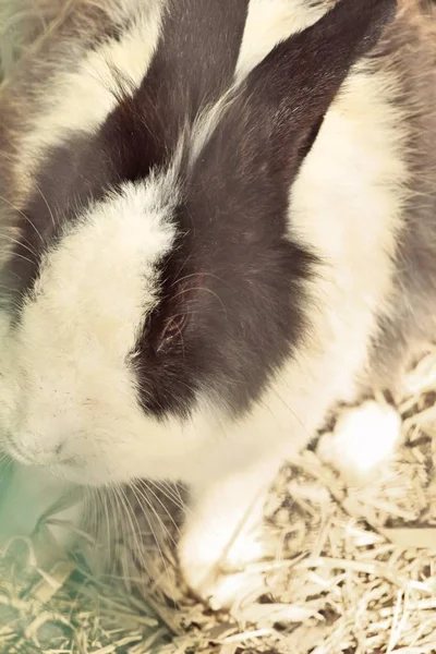 Conejo blanco es encantador en la granja — Foto de Stock