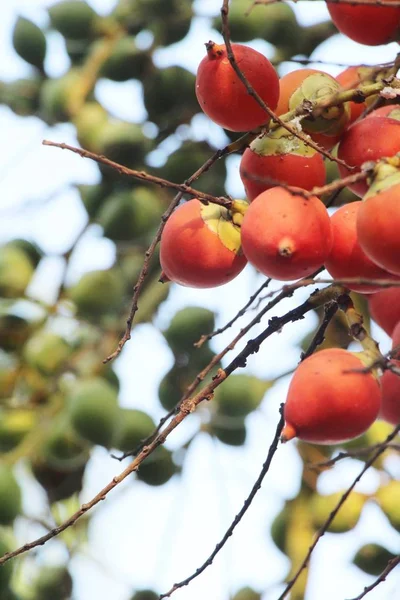 Betel palma su albero con la natura — Foto Stock