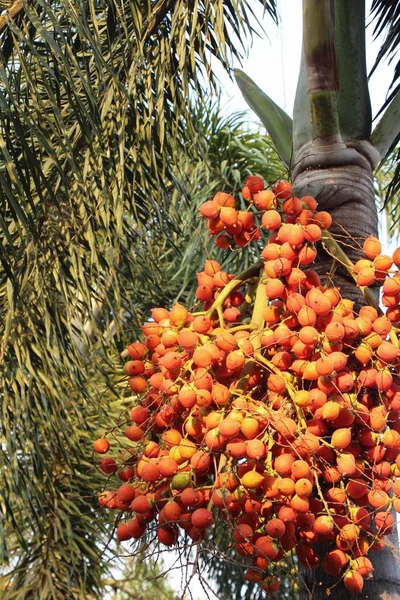 Betel palma su albero con la natura — Foto Stock