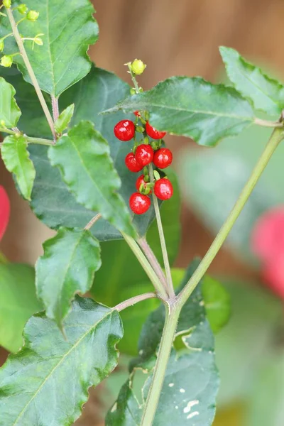 Folhas vermelhas no jardim com a natureza — Fotografia de Stock