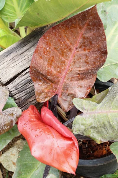 Rode bladeren in de tuin met de natuur — Stockfoto