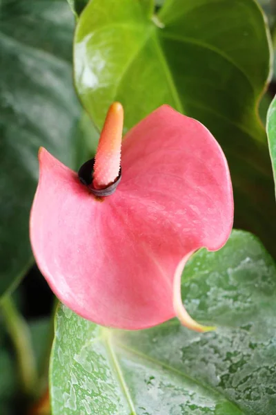 Flamingo flower is beautiful in the garden — Stock Photo, Image