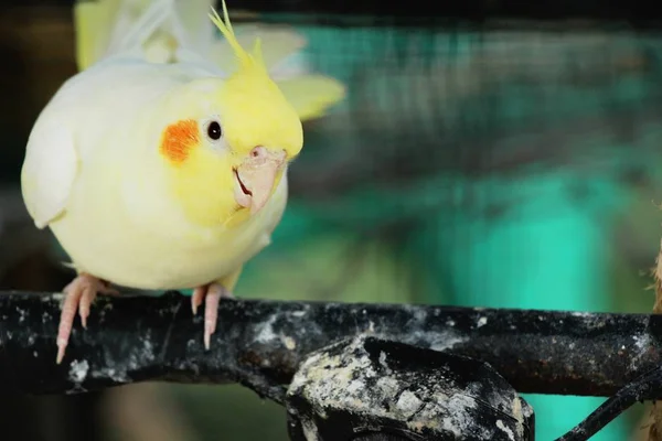 Aves na gaiola com a natureza — Fotografia de Stock