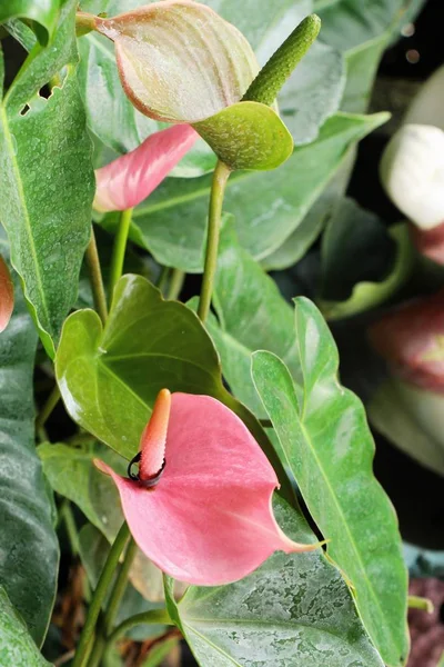 Flamingo flower is beautiful in the garden — Stock Photo, Image