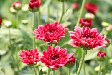 Kasımpatı çiçeği bahçede güzeldir