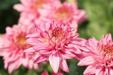 Kasımpatı çiçeği bahçede güzeldir