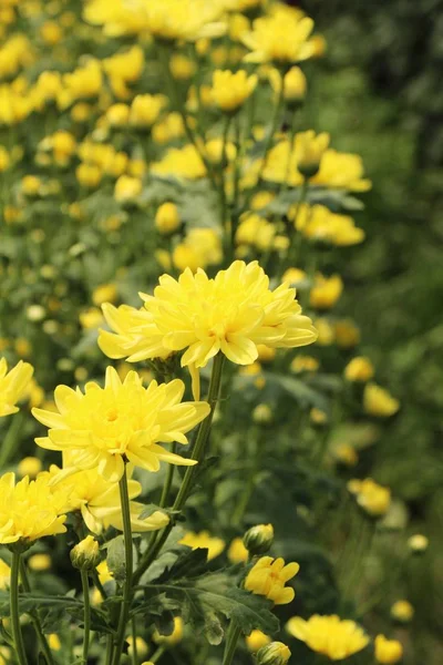 Chrysanthemums flower is beautiful in the garden — Stock Photo, Image