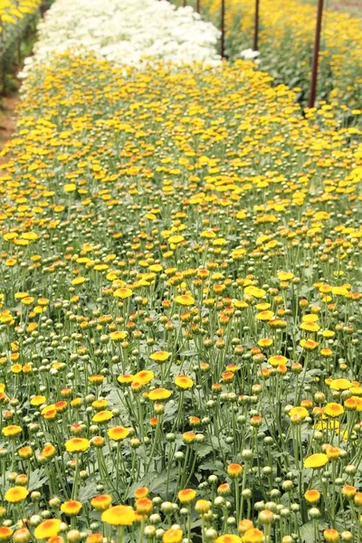 Chrysanthèmes fleur est belle dans le jardin — Photo