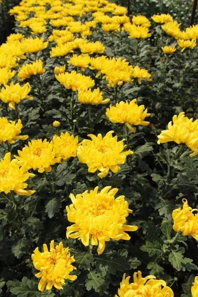 Chrysanthemums flower is beautiful in the garden — Stock Photo, Image