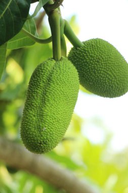 doğa ile ağaç üzerinde asılı ekmekağacı meyvesi