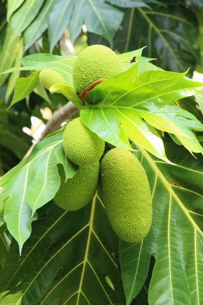 Breadfruit hanging on the tree with nature — Stock Photo, Image