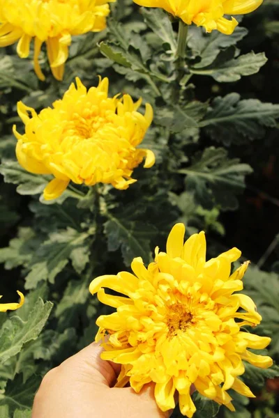 Chrysanthemums flower is beautiful in the garden — Stock Photo, Image