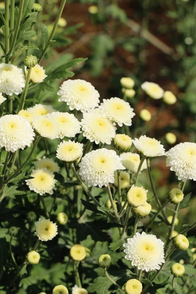 Chrysanthemums flower is beautiful in the garden — Stock Photo, Image