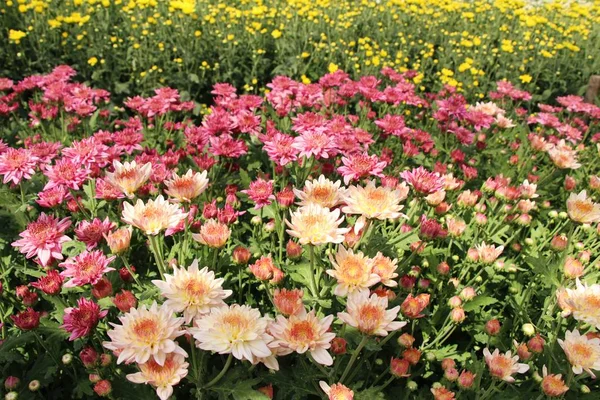 Chrysanthemums flower is beautiful in the garden — Stock Photo, Image