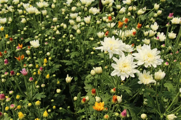 Chrysanthemums flower is beautiful in the garden — Stock Photo, Image