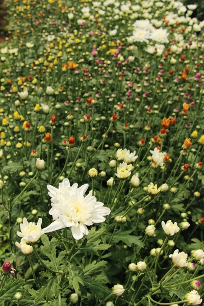 Chrysanthemums flower is beautiful in the garden — Stock Photo, Image