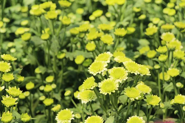 Chrysanthemums flower is beautiful in the garden — Stock Photo, Image