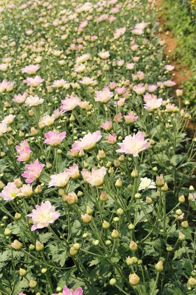 Chrysanthemums flower is beautiful in the garden — Stock Photo, Image