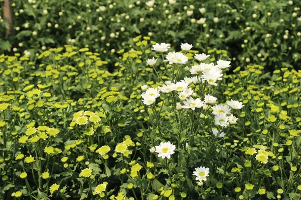 Chrysanthèmes fleur est belle dans le jardin — Photo