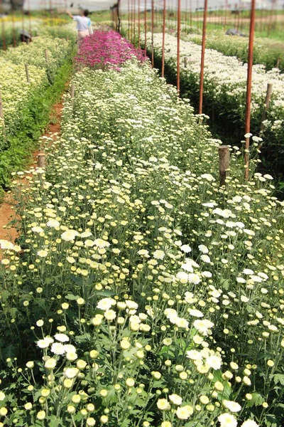 Chrysanthemen blühen schön im Garten — Stockfoto