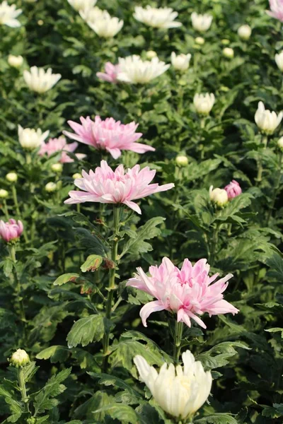 Crisântemos flor é bonita no jardim — Fotografia de Stock