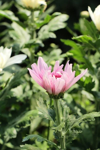 Chrysanthemen blühen schön im Garten — Stockfoto