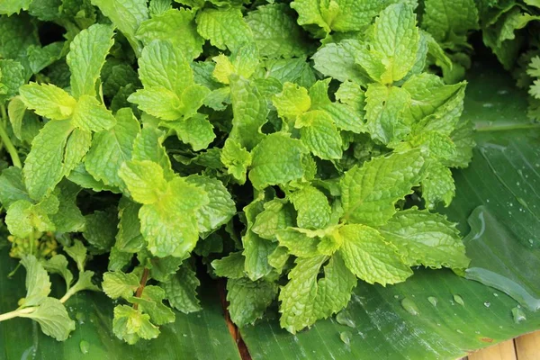 Peper muntblaadjes voor het koken op de markt — Stockfoto