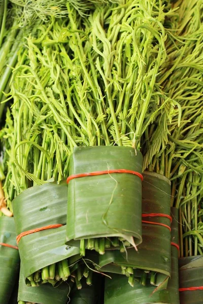 Acacia pennata для приготовления пищи на улице — стоковое фото