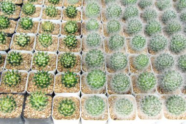 Güzel küçük tencerede kaktüs