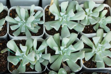 Güzel küçük tencerede kaktüs