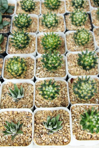 Güzel küçük tencerede kaktüs