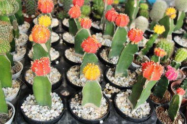 Güzel küçük tencerede kaktüs