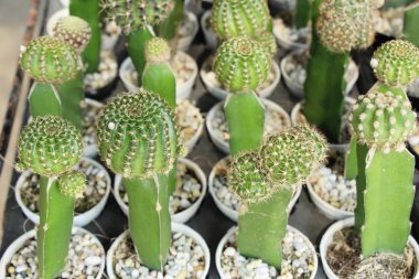 Güzel küçük tencerede kaktüs