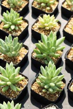 Doğa ile güzel taş gül çiçek