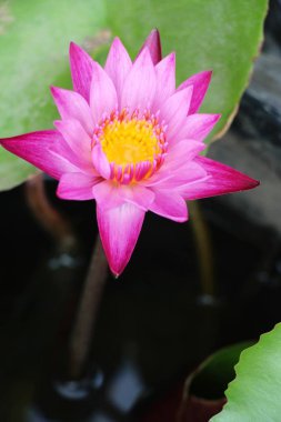 Doğa ile havuzda güzel lotus