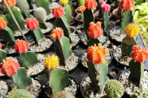 Krásný malý kaktus v hrnci — Stock fotografie