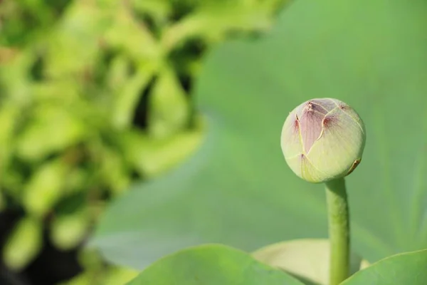 Lótus bonita na lagoa com a natureza — Fotografia de Stock