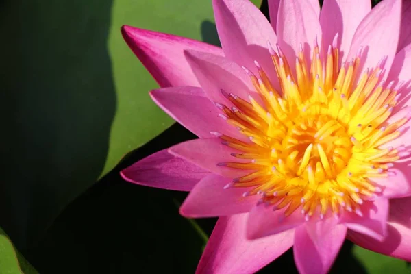 Bellissimo loto nello stagno con la natura — Foto Stock