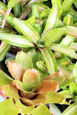 Bromeliad Çiçek bahçesinde bulunan doğa