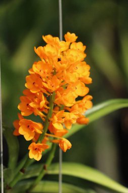 Orkide çiçek bahçede güzeldir