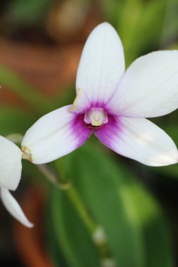 Orkide çiçek bahçede güzeldir
