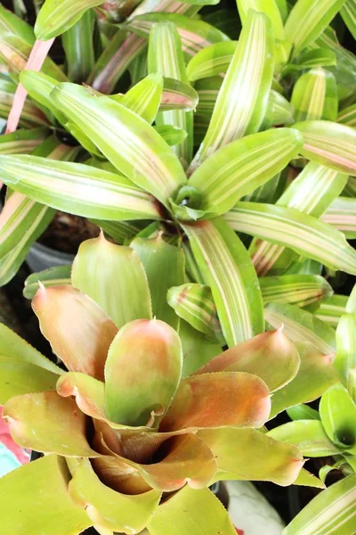 Bromeliade fiore in giardino con la natura — Foto Stock