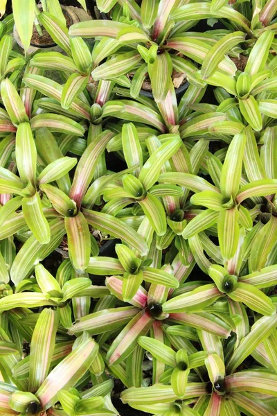 Bromeliad Çiçek bahçesinde bulunan doğa — Stok fotoğraf