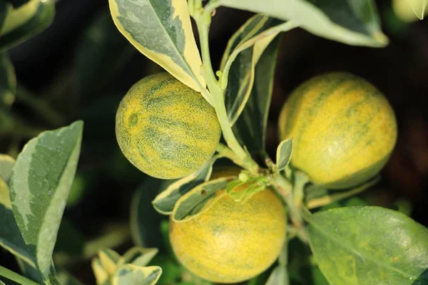 Frutta matura arancio pende sull'albero — Foto Stock