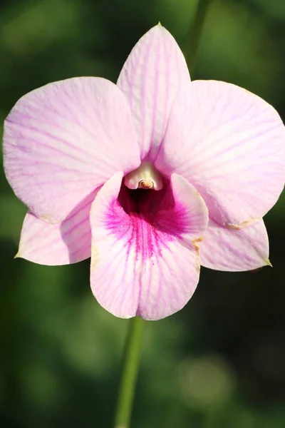 Orchid flower is beautiful in the garden — Stock Photo, Image