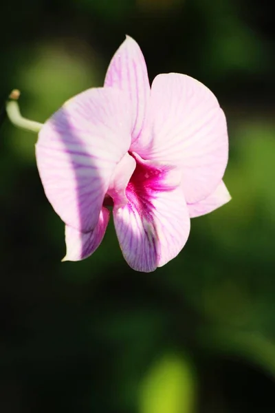 Flor de orquídea es hermosa en el jardín — Foto de Stock