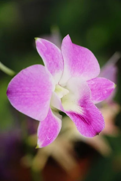 Orchid flower is beautiful in the garden — Stock Photo, Image