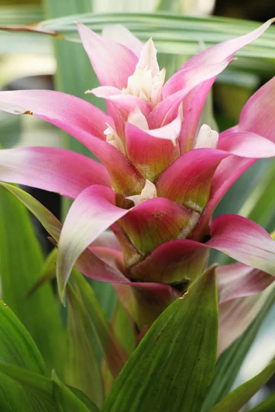 Botanický květina v zahradě s přírodou — Stock fotografie