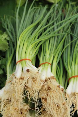 Taze soğan pazarda yemek pişirmek için