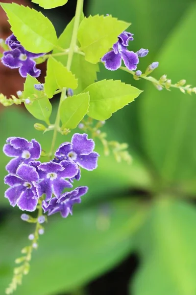 Schöne blühende bunte Blumen im Garten — Stockfoto